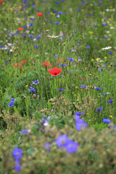 Bunte Wildblumen blühen auf einer Frühlingswiese - JTF01904