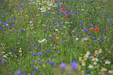 Bunte Wildblumen blühen auf einer Frühlingswiese - JTF01905