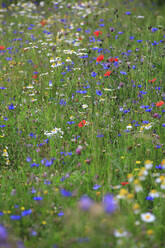 Bunte Wildblumen blühen auf einer Frühlingswiese - JTF01906