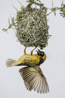 Ein Dorfweber, Ploceus cucullatus, hängt an seinem Nest - MINF16350