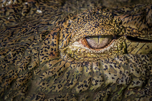 Das Auge eines Krokodils, Crocodylus niloticus - MINF16351