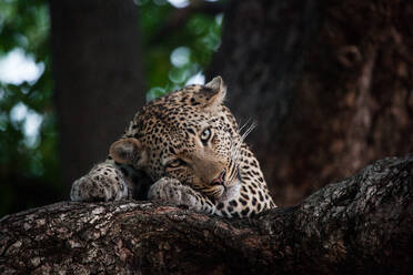 Ein Leopard, Panthera pardus, liegt in einem Baum und stützt seinen Kopf auf seine Pfoten - MINF16354