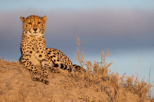 Ein Gepard, Acinonyx jubatus, liegt auf einem Termitenhügel in der Sonne - MINF16357