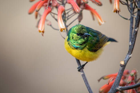 Halsbandnektarvogel, Hedydipna collaris, auf einer Aloe - MINF16358