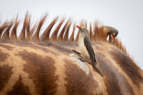 Ein Schwarm Rotschnabelspechte sitzt auf einer Giraffe - MINF16361