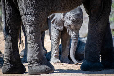 An elephant calf, Loxodonta Africana, stands beneath an adult's legs - MINF16362