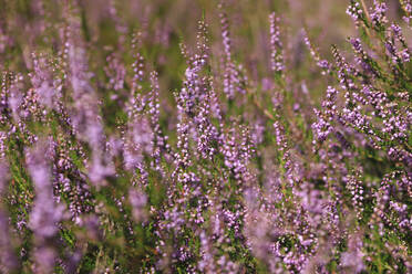 Blühendes Heidekraut im Sommer - JTF01911