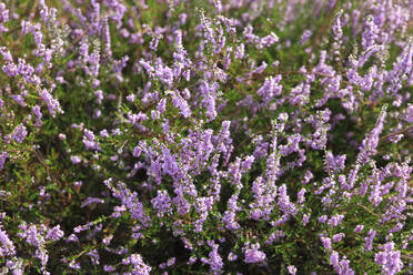 Heather blooming in summer - JTF01913