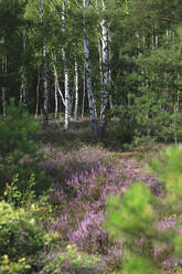 Blühendes Heidekraut im Birkenwald - JTF01914