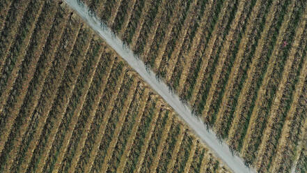 Luftaufnahme einer Landstraße, die durch eine große Pfirsichplantage im Frühling führt - OCAF00689
