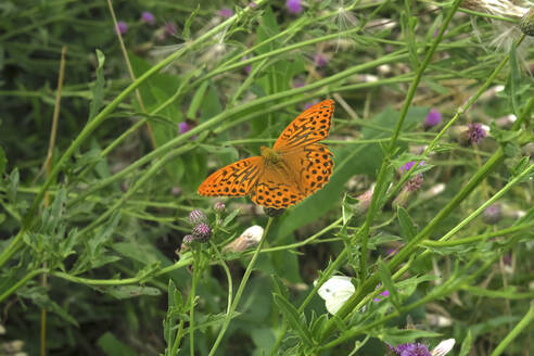 Orange gefleckter Schmetterling auf einem grünen Pflanzenstängel sitzend - JTF01916