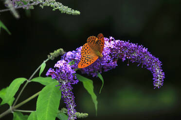 Orange gefleckter Schmetterling auf violett blühender Blume sitzend - JTF01917