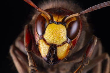 Macro shot of head of European hornet or Vespa crabro insect largest eusocial wasp native to Europe against blurred dark background in nature - ADSF28633