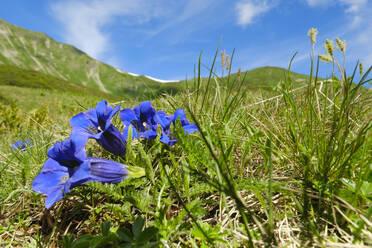 Blühende blaue Enziane in den Allgäuer Alpen - WIF04435