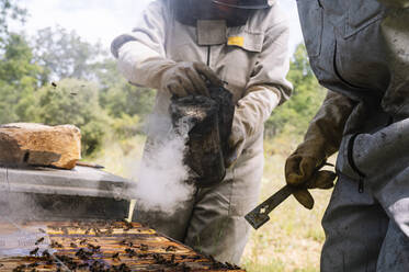 Männliche und weibliche Imker, die bei der Arbeit im Betrieb einen Bienenräucherschrank benutzen - JCMF02200