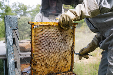 Männlicher Imker bei der Untersuchung eines Bienenstocks durch eine Kollegin auf einem Bauernhof - JCMF02201