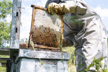 Imkerin mit Bienenstock bei der Arbeit auf dem Bauernhof - JCMF02203