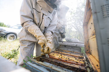 Imker entfernt Bienenstock aus Kiste von Mitarbeiter auf Bauernhof - JCMF02205