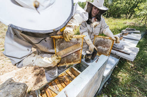 Männlicher Imker beim Bürsten des Bienenstocks durch eine Mitarbeiterin auf dem Bauernhof - JCMF02207