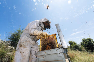 Männlicher Imker bei der Arbeit mit einem Bienenstock auf einem Bauernhof - JCMF02213