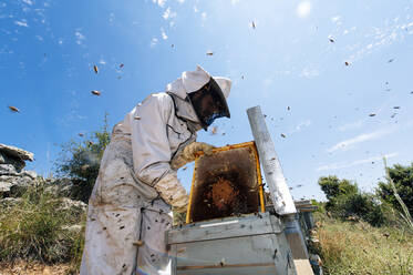 Männlicher Imker beim Entfernen des Bienenstocks aus dem Kasten auf dem Bauernhof - JCMF02214