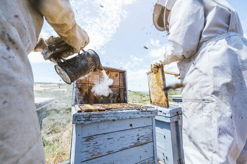 Eine Imkerin hält einen Bienensmoker in der Hand, während ein männlicher Mitarbeiter einen Bienenstock auf einem Bauernhof entfernt - JCMF02217