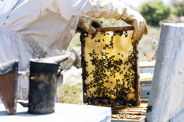 Männlicher Imker mit Bienenstock auf dem Bauernhof - JCMF02218