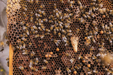 Honigbienen in einem Bienenstock auf einem Bauernhof - JCMF02220