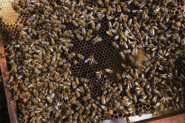 Honey bees on beehive - JCMF02222