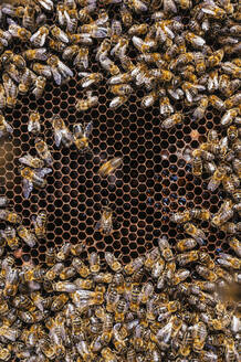 Honigbienenschwarm am Bienenstock auf dem Bauernhof - JCMF02223