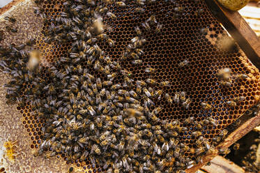 Schwarm von Honigbienen am Bienenstock - JCMF02225