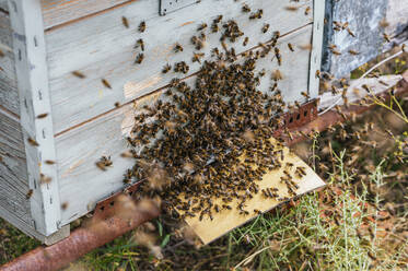 Honey bees on box at farm - JCMF02226