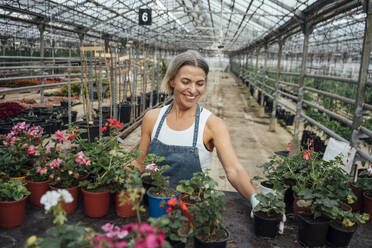 Female agriculture worker arranging potted plants at greenhouse - VPIF04655