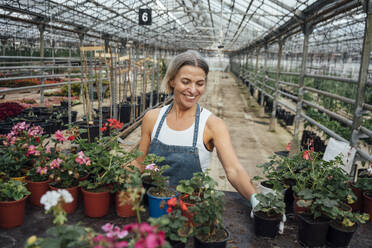 Landwirtschaftliche Mitarbeiterin beim Arrangieren von Topfpflanzen im Gewächshaus - VPIF04655