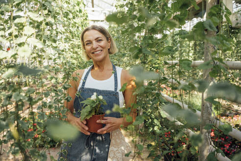 Smiling female farmer holding potted plant while standing in greenhouse - VPIF04661