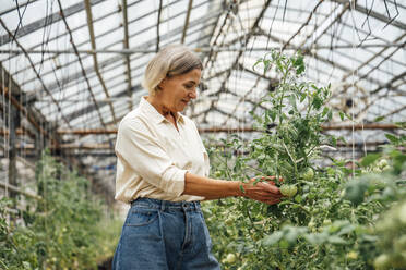 Landarbeiterin bei der Kontrolle von Tomatenpflanzen im Gewächshaus - VPIF04687