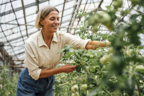 Lächelnde Bäuerin, die Gemüsepflanzen im Gewächshaus untersucht - VPIF04688