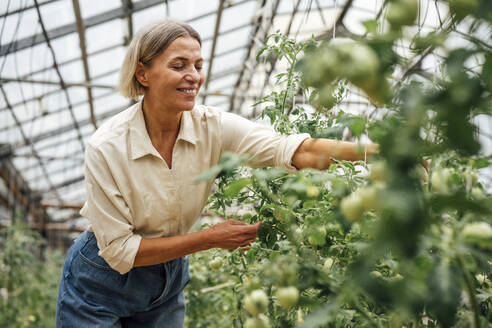 Smiling female farmer examining vegetable plants in greenhouse - VPIF04688