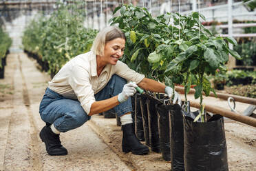 Smiling female agriculture worker with shovel filling fertilizer in vegetable plant bag - VPIF04690