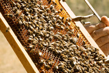 Abgeschnittener, nicht erkennbarer Imker im Schutzanzug, der Waben mit Bienen bei der Arbeit im Bienenstock an einem sonnigen Sommertag untersucht - ADSF29122