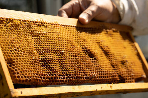 Anonymous person holding wax honeycomb with hexagonal cells for apiary and beekeeping concept background - ADSF29123
