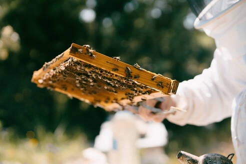 Cropped unrecognizable beekeeper in protective costume examining honeycomb with bees while working in apiary in sunny summer day - ADSF29125