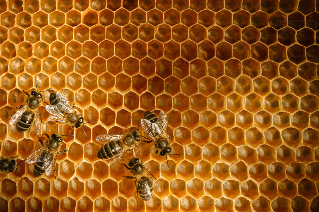 Honey Comb Background Bee Honeycombs Wax With Honey Stock Photo, Picture  and Royalty Free Image. Image 17894686.