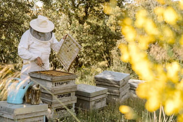 Unbekannter Imker in Schutzkleidung inspiziert hölzerne Bienenstöcke bei der Arbeit mit Bienen an einem Sommertag in einem Bienenhaus - ADSF29127