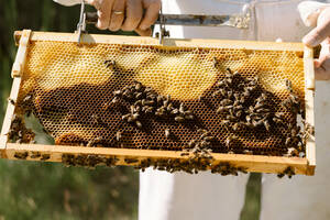 Abgeschnittener, nicht erkennbarer Imker im Schutzanzug, der Waben mit Bienen bei der Arbeit im Bienenstock an einem sonnigen Sommertag untersucht - ADSF29128