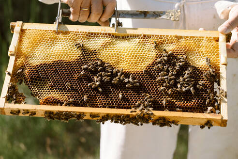 Cropped unrecognizable beekeeper in protective costume examining honeycomb with bees while working in apiary in sunny summer day - ADSF29128