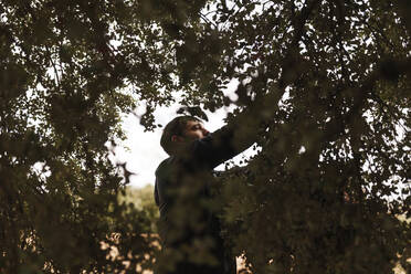 Mid adult man picking acorns from oak tree - MRRF01369