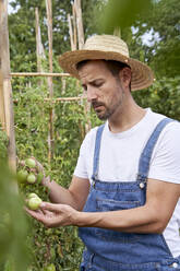 Landwirt mit Hut bei der Untersuchung von Tomaten während der Arbeit auf einem landwirtschaftlichen Feld - VEGF04900