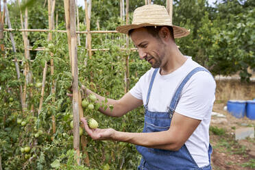 Mittlerer erwachsener männlicher Landarbeiter bei der Kontrolle von Tomaten auf einem landwirtschaftlichen Feld - VEGF04901