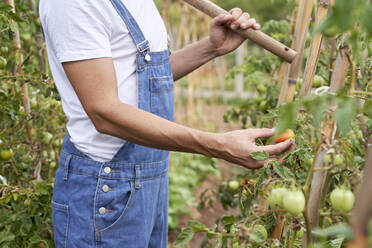 Landarbeiter bei der Kontrolle frischer Tomaten auf einem landwirtschaftlichen Feld - VEGF04903
